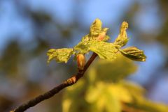 Knospen