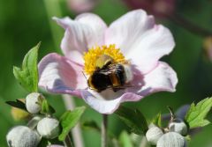 Hummel