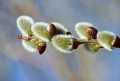 Weidenkätzchen Weidenkätzchen