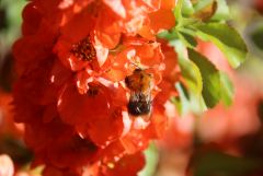 Hummel
