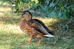 Ente