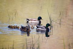 Enten