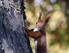 Eichhörnchen Eichhörnchen