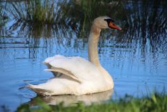 Schwan