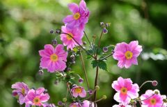 Blüten