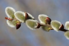 Weidenkätzchen Weidenkätzchen