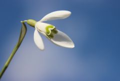 Schneeglöckchen Schneeglöckchen