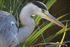 Fischreiher Fischreiher