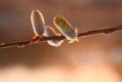Weidenkätzchen Weidenkätzchen