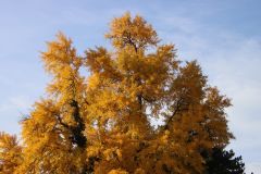 Ginkgo