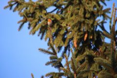 Rotkehlchen Rotkehlchen