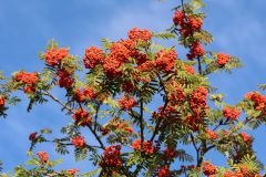 Beeren