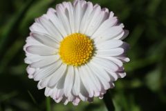 Gänseblümchen