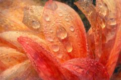 Blütenblääter Blütenblääter