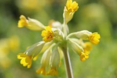 Schlüsselblume