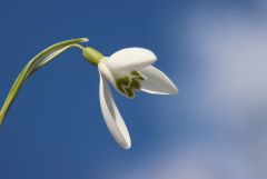 Schneeglöckchen Schneeglöckchen