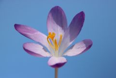 Krokus Krokus