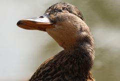 Ente