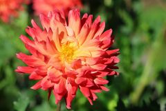 Dahlie