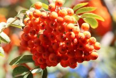 Beeren