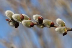 Weidenkätzchen Weidenkätzchen