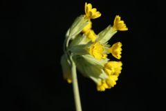 Schlüsselblume