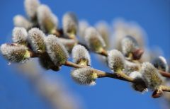 Weidenkätzchen Weidenkätzchen
