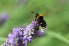 Hummel