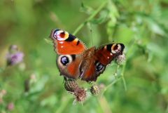 Schmetterling