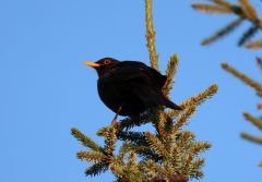Amsel