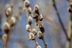 Weidenkätzchen Weidenkätzchen