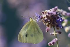 Schmetterling