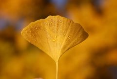 Ginkgo