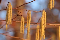 Blzenzweig Blzenzweig