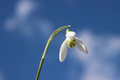 Schneeglöckchen Schneeglöckchen