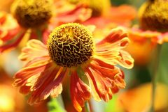 Blume