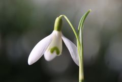 Schneeglöckchen Schneeglöckchen