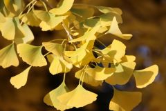 Ginkgo