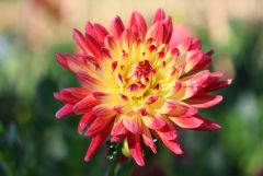 Dahlie