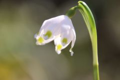 Märzembecher Märzembecher