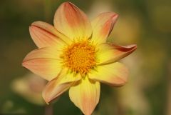 Blüte