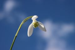 Schneeglöckchen Schneeglöckchen