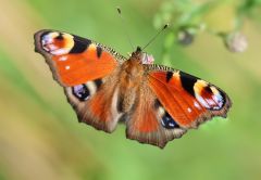 Schmetterling