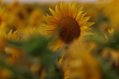 Sonnenblume