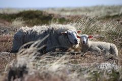 Schafe bei List Ellenbogen Schafe bei List Ellenbogen