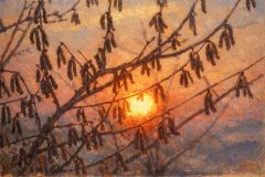 Zweige in der Morgensonne