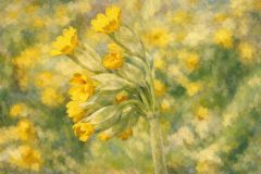 Schlüsselblume Schlüsselblume