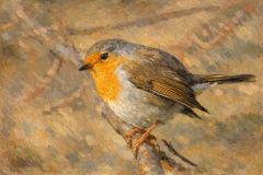 Rotkehlchen