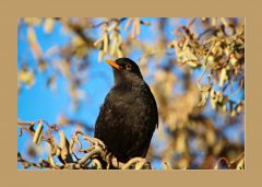 Amsel