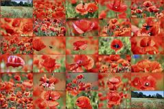 Mohncollage Mohncollage